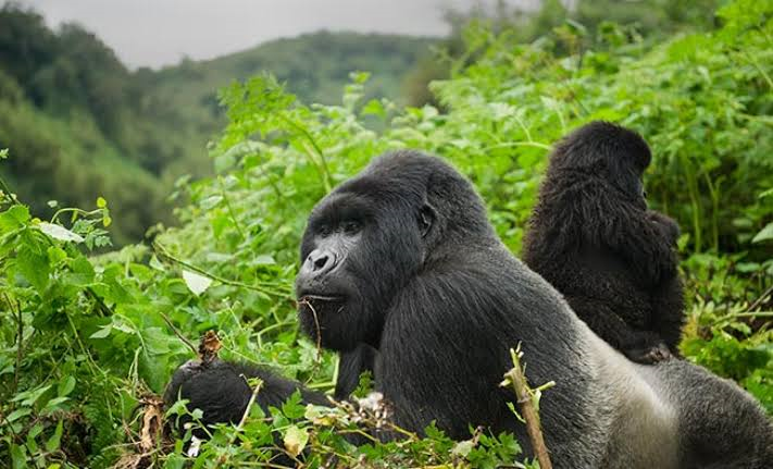 Rwanda