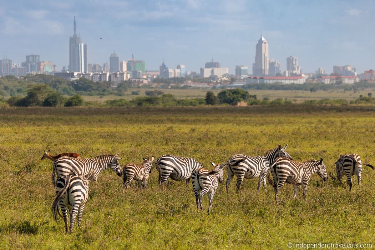 Kenya — The classic safari — and East Africa's business hub