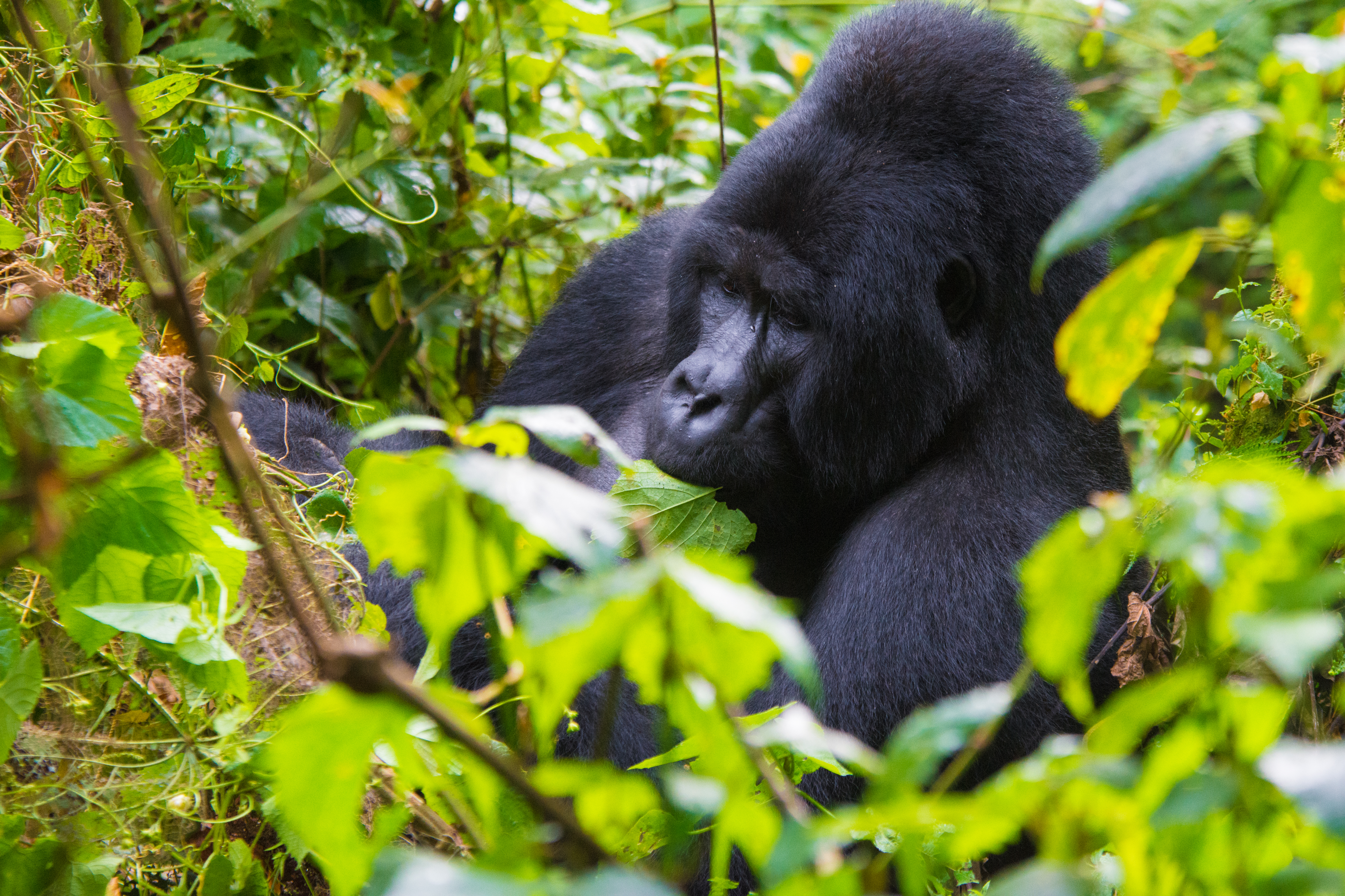 Gorilla trekking in Bwindi