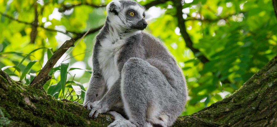 Madagascar Odyssey: Journey to Nature's Lost Paradise