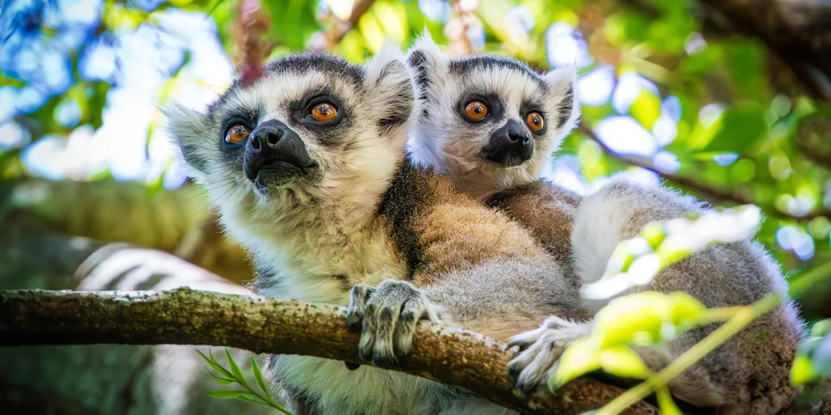 Madagascar Discovery