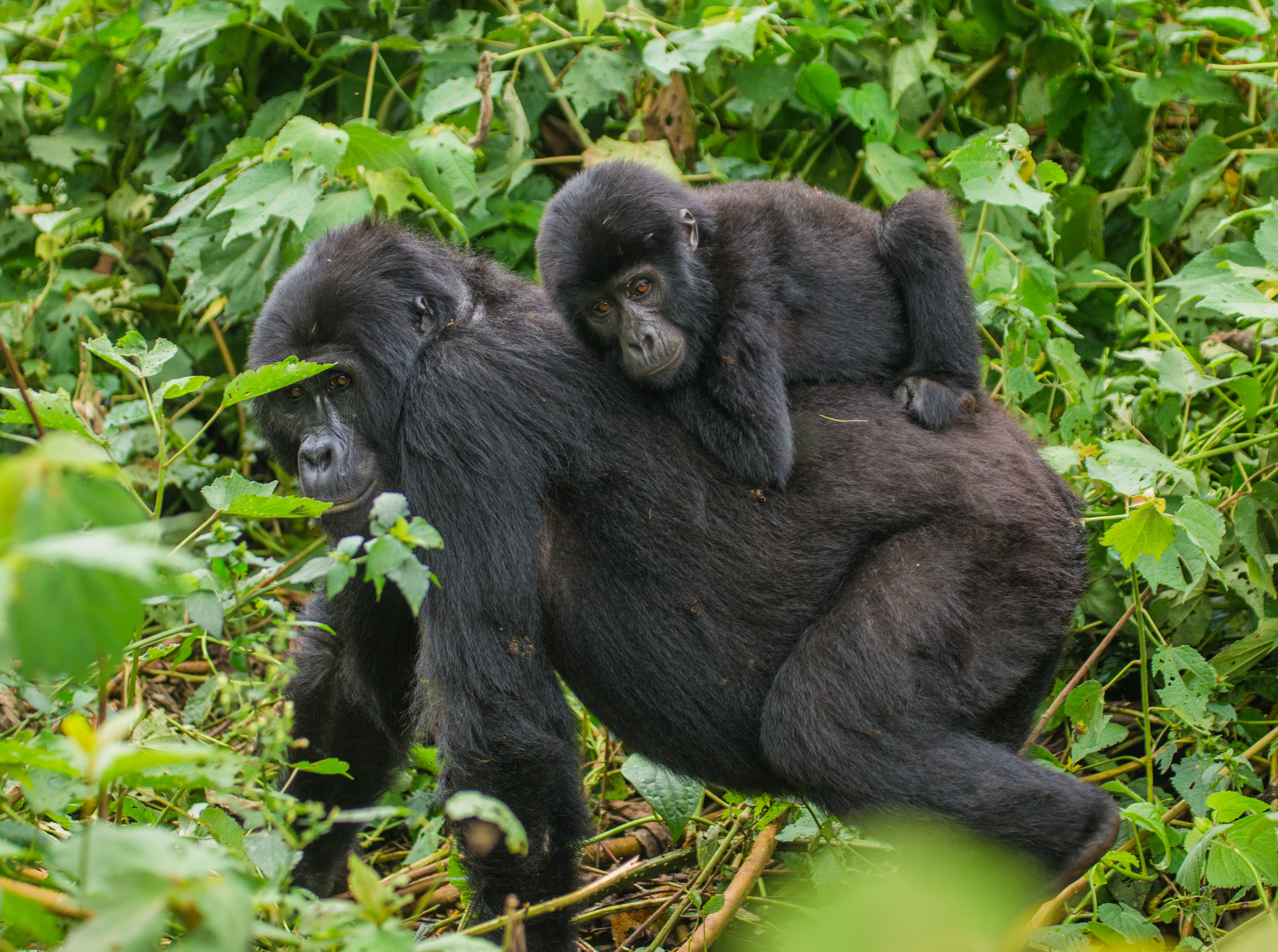 Rwanda
